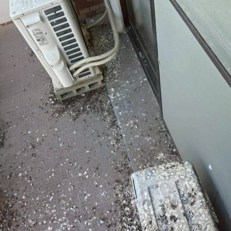 鳩対策の施工事例（山口県下関市長府侍町）