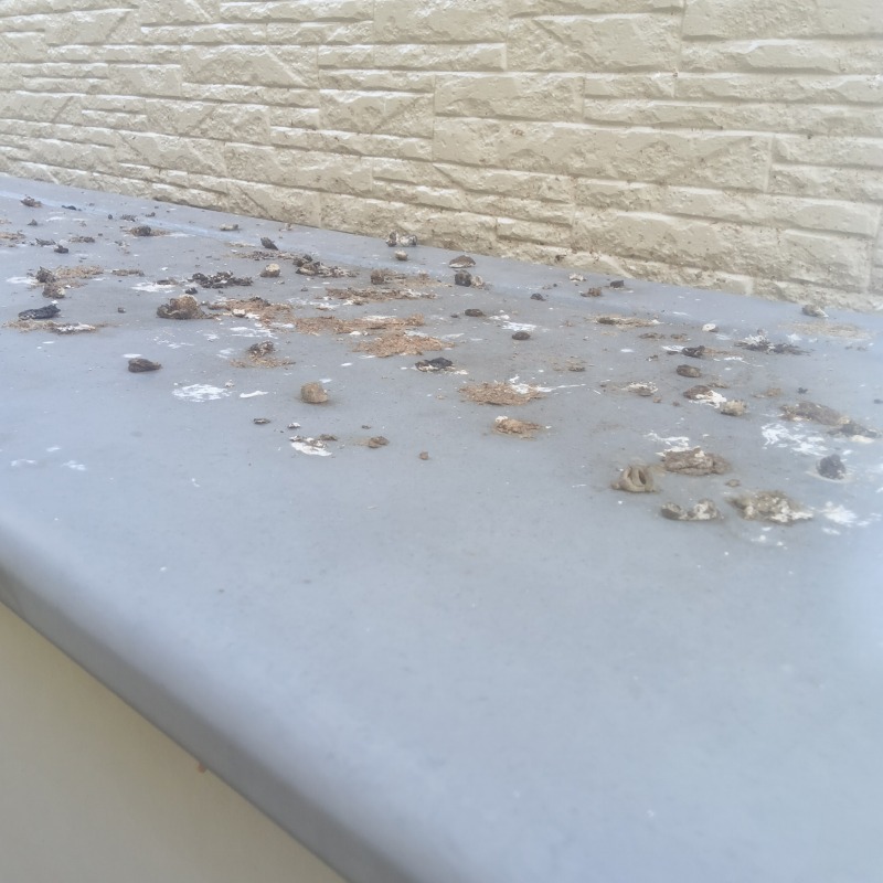 鳩対策の施工事例（愛知県西尾市西幡豆町）