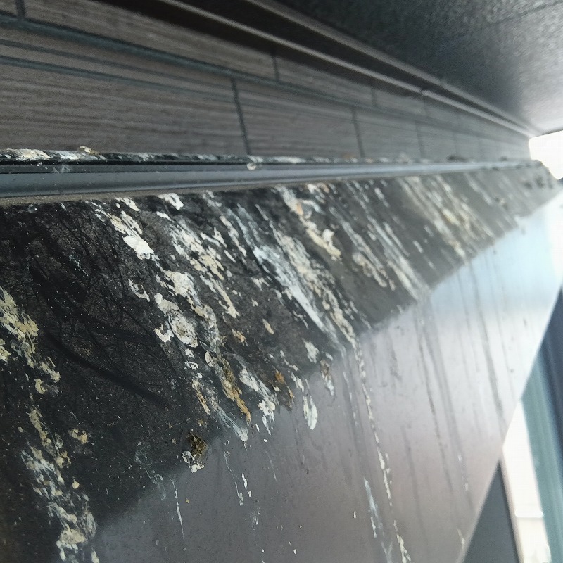 シャッターボックス上のフン害