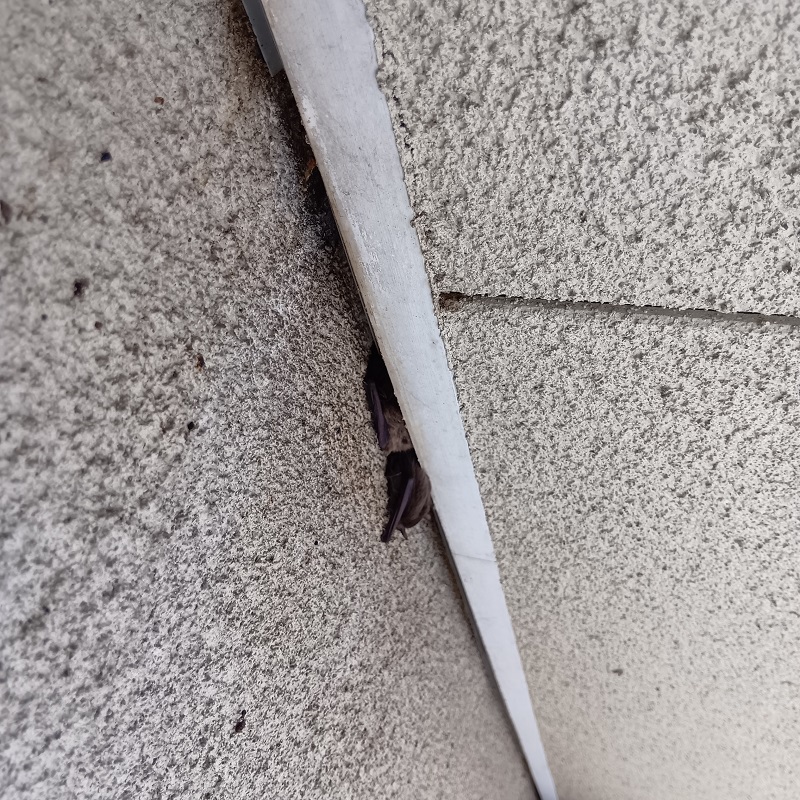 コウモリ駆除の施工事例（福島県いわき市四倉町）