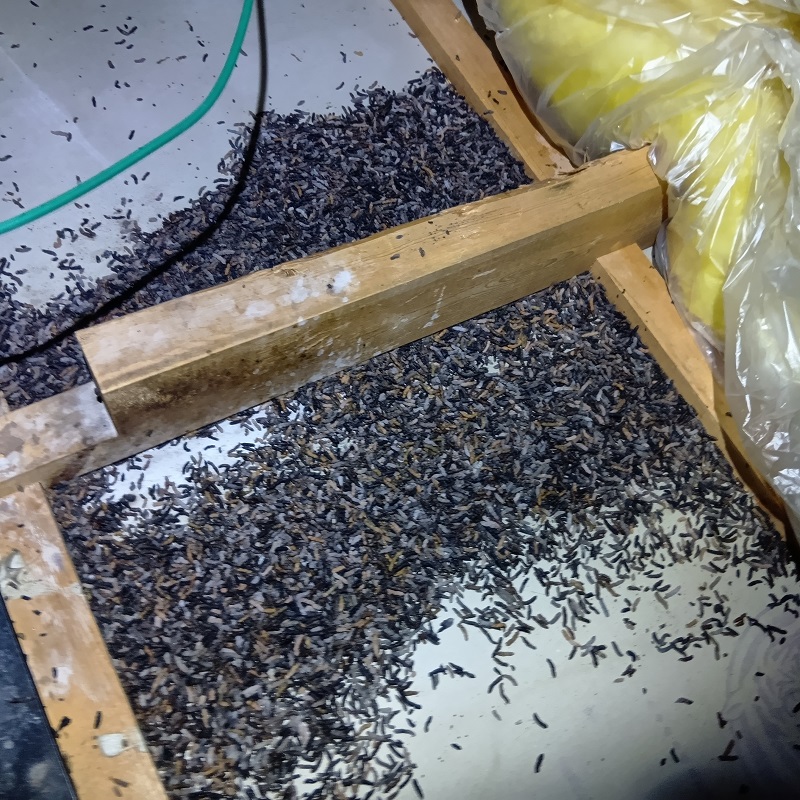 コウモリのフン害がひどい屋根裏