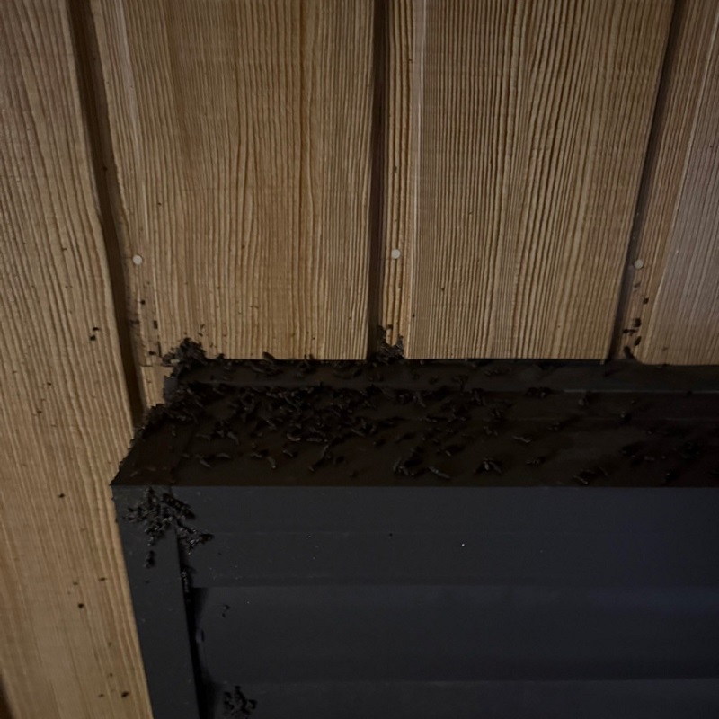 家の周囲にもコウモリによるフン害