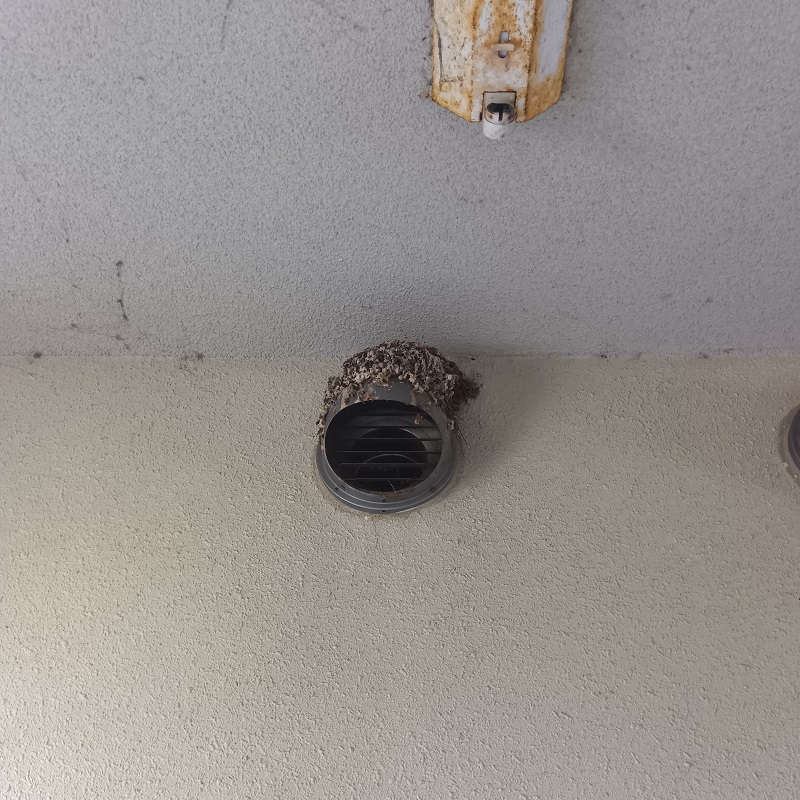 フン害がひどかった通気口