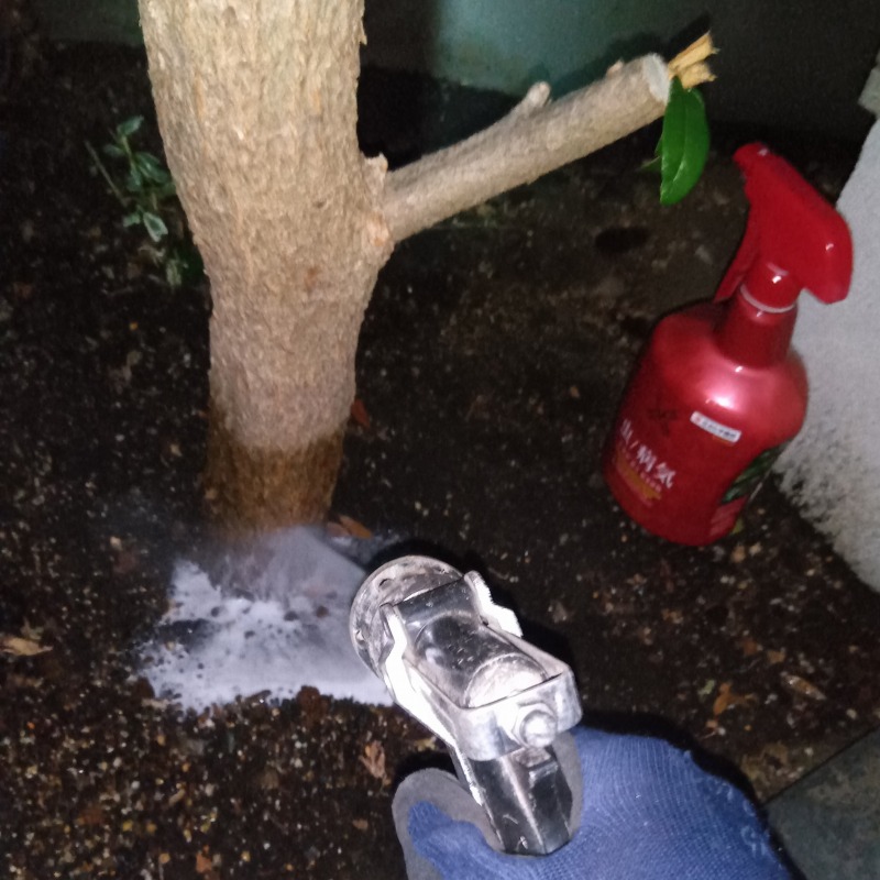 木の根元に防蟻剤を散布