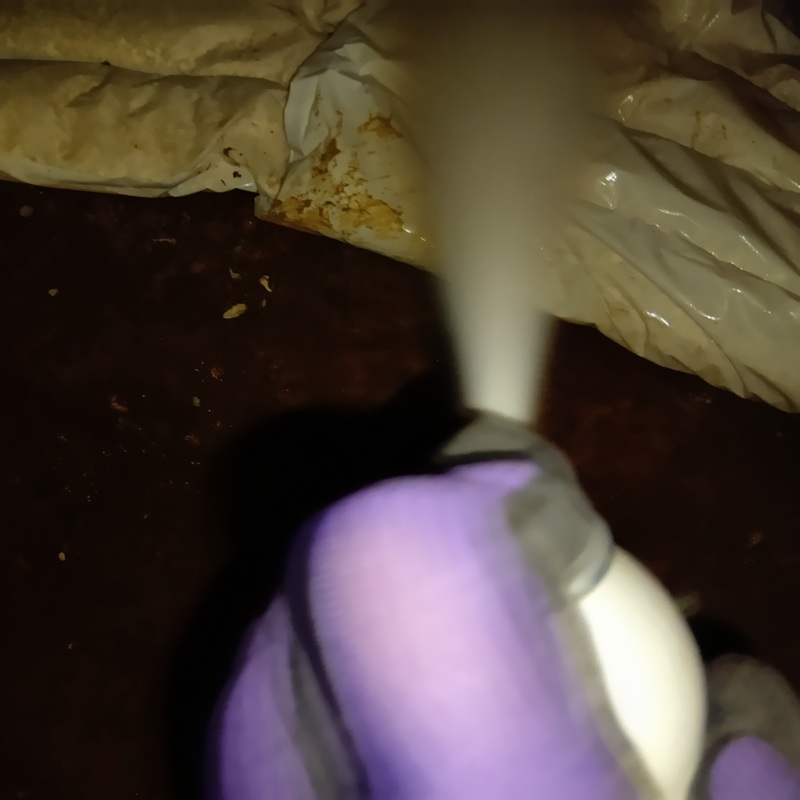 屋根裏に忌避剤を散布