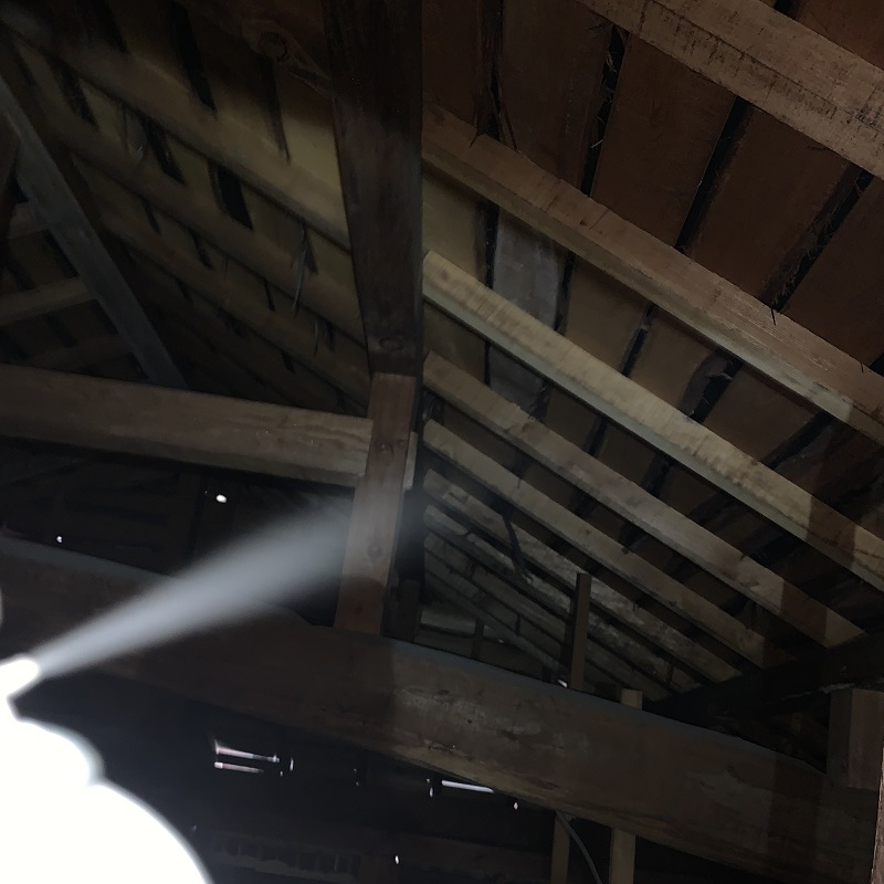 コウモリのねぐらを殺虫処理する様子