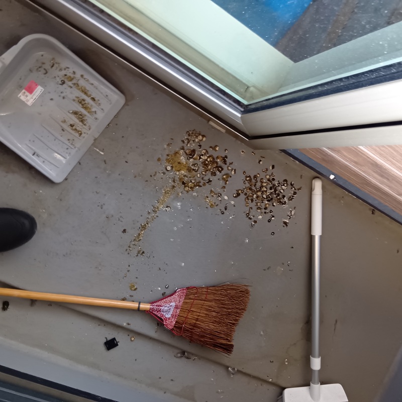 フン害清掃の様子