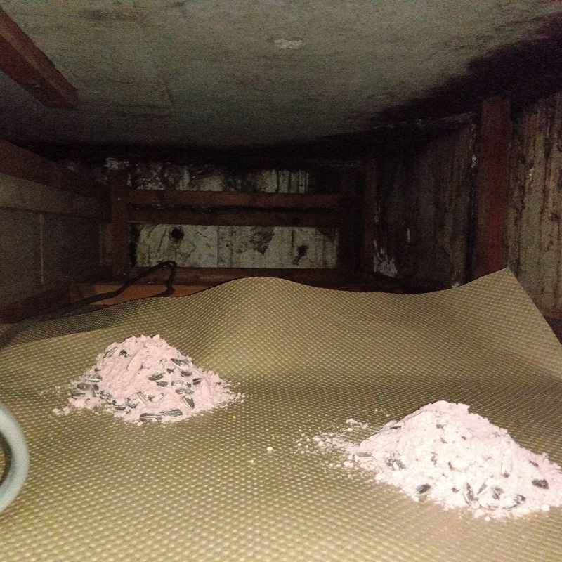 殺鼠剤設置の様子