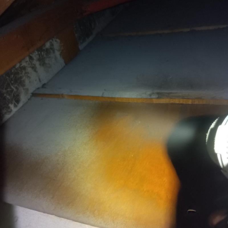 コウモリのねぐらを清掃・消毒する様子