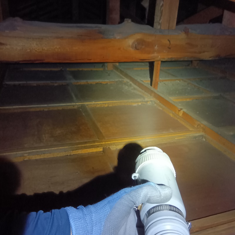 天井裏のダニ・ノミ対策をする様子