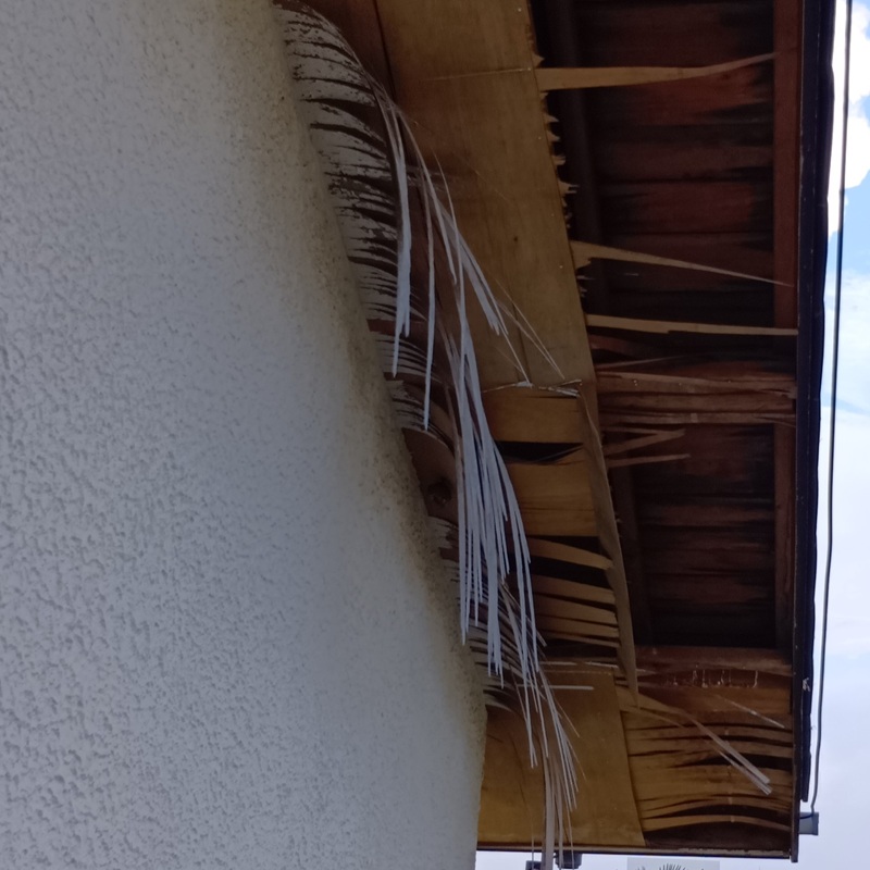 ハクビシン駆除の施工事例（神奈川県綾瀬市）