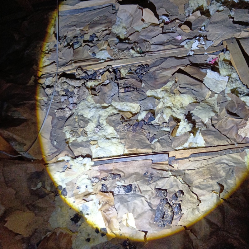 屋根裏のフン害状況