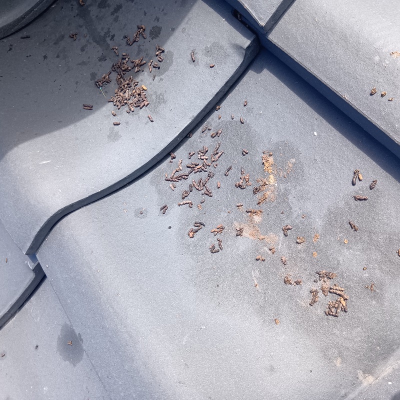 コウモリ駆除の施工事例（石川県能美市吉光町ハ）