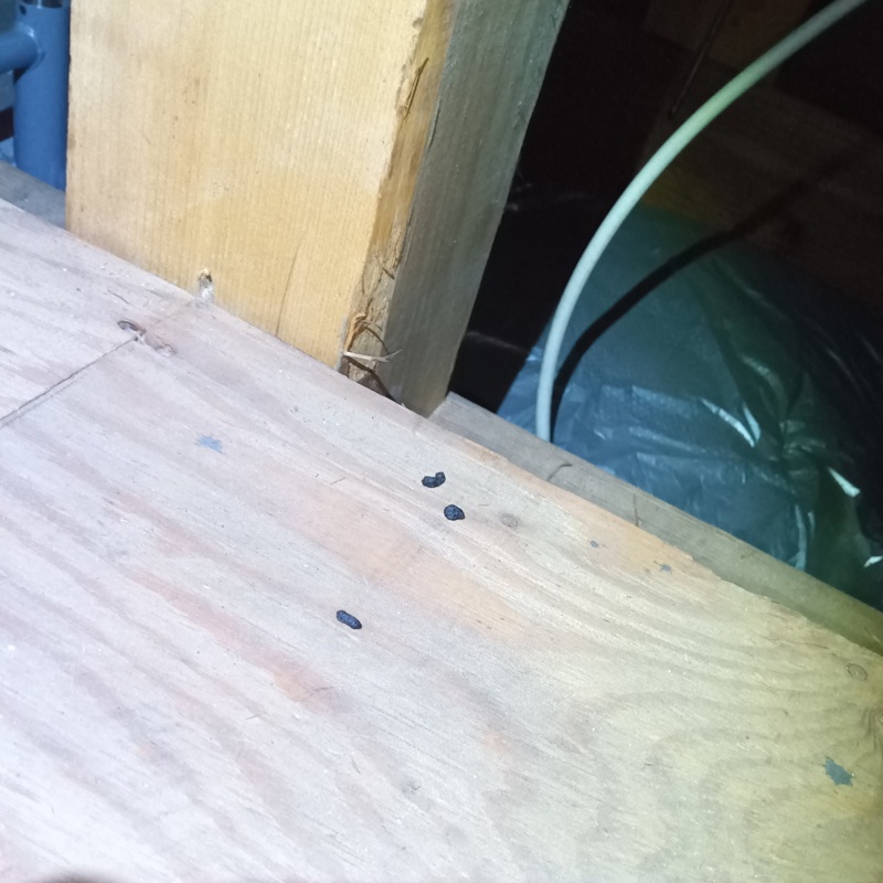 ネズミ駆除の施工事例（東京都町田市金森）