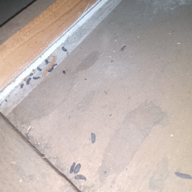 ネズミ駆除の施工事例（東京都小金井市）