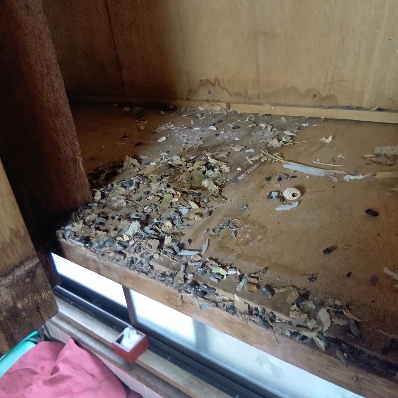 ネズミ駆除の施工事例（愛媛県南宇和郡愛南町御荘平城）