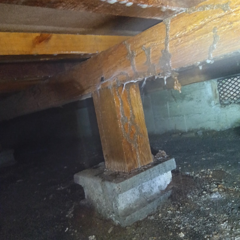 蟻道が作られた木部にシロアリ駆除剤を散布