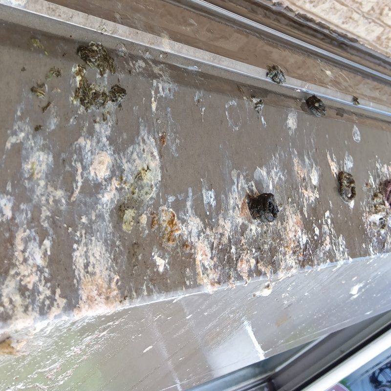 鳩対策の施工事例（徳島県徳島市国府町日開）