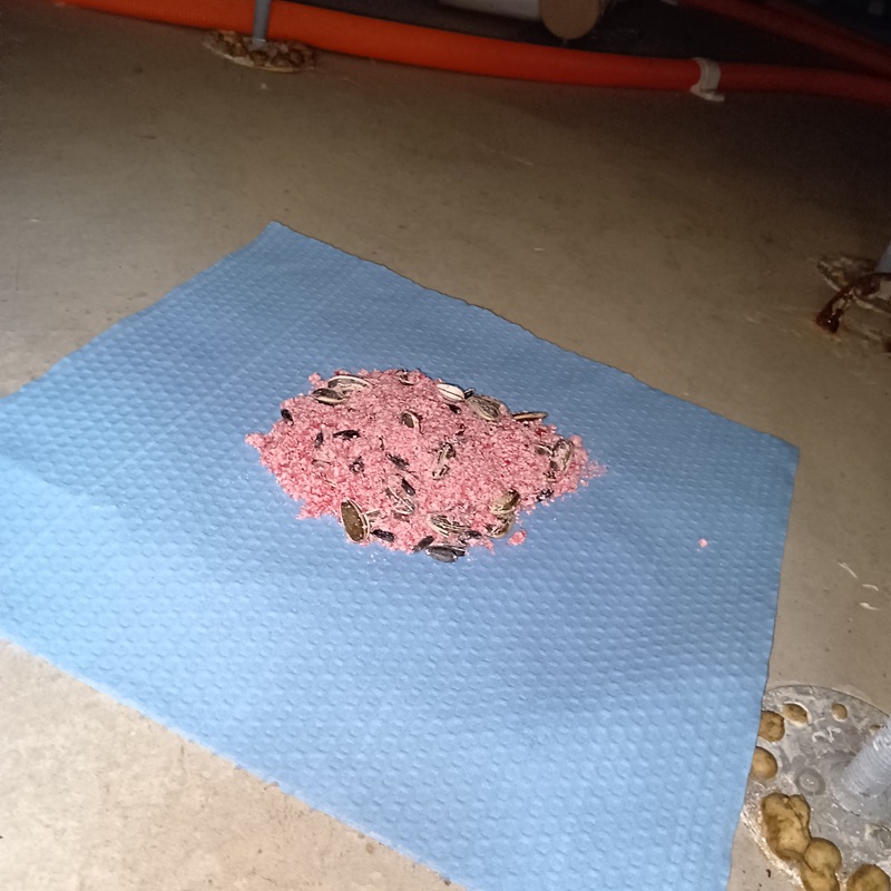 殺鼠剤を設置した様子