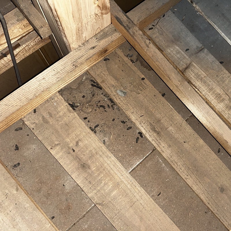 ネズミのフン害