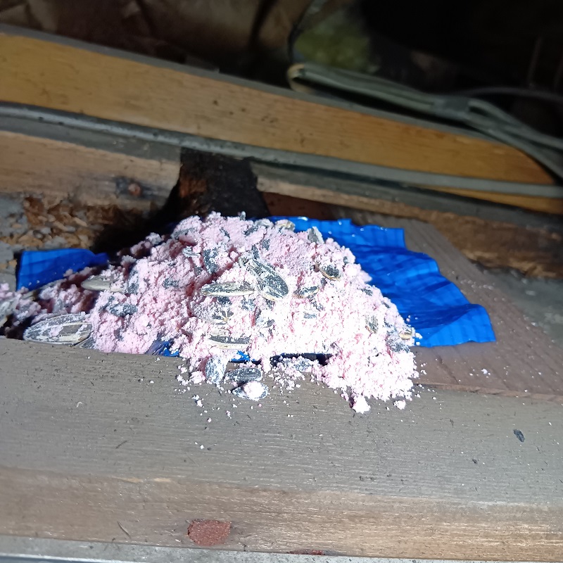 殺鼠剤を設置した様子