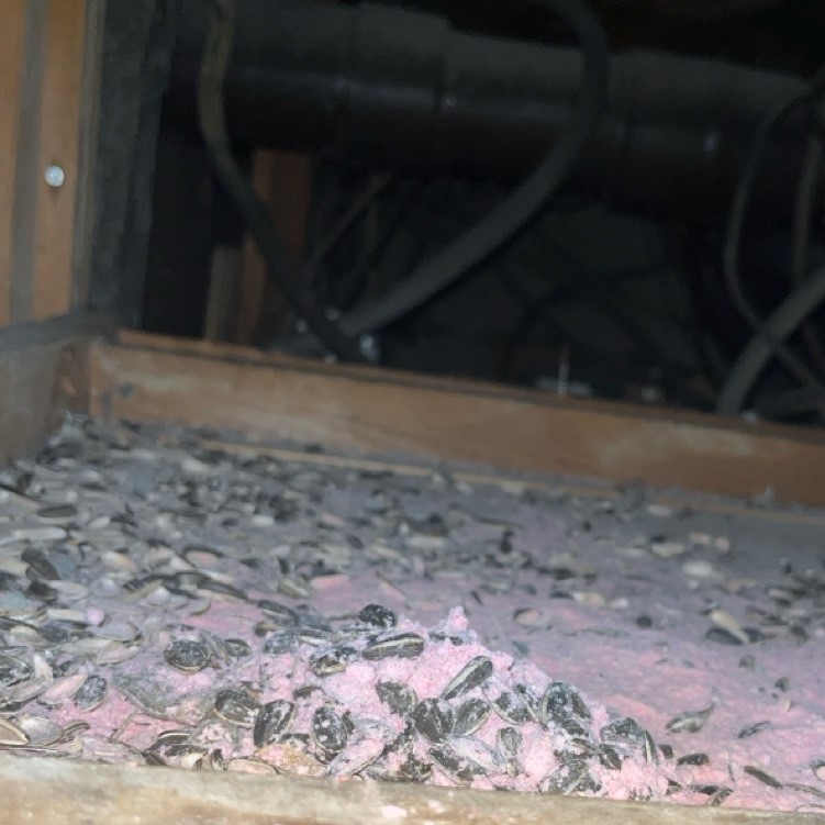 各階の天井裏に殺鼠剤を設置