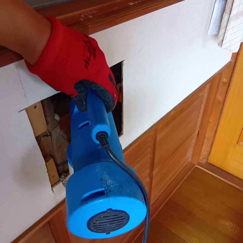 コウモリの住処に殺虫消毒をする様子