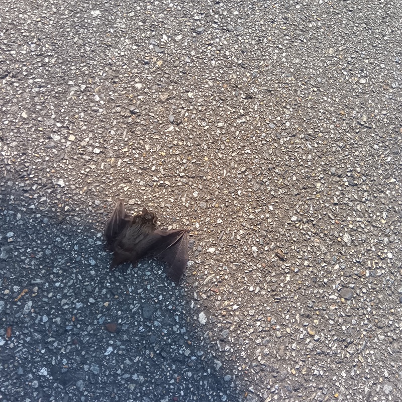 コウモリ駆除の施工事例（兵庫県川辺郡猪名川町広根）