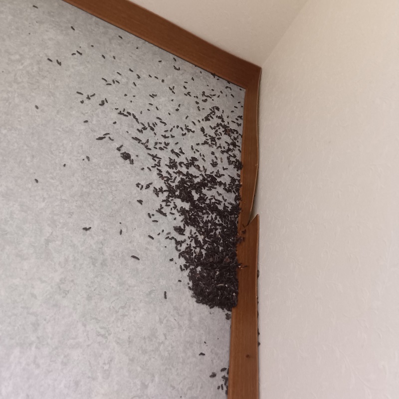 トイレのフン害状況