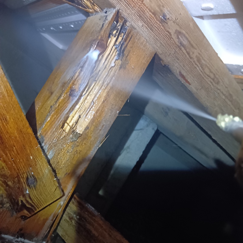 食害された木部に駆除剤を散布する様子