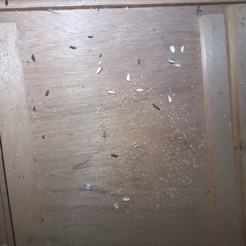 ネズミのフンと食べカス