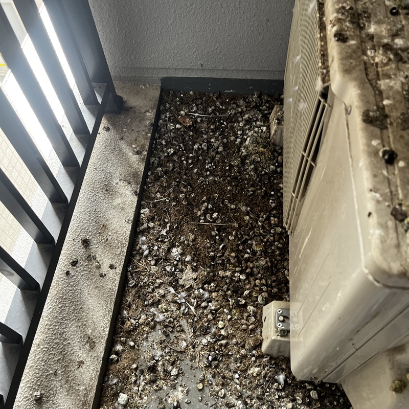 鳩対策の施工事例（埼玉県川越市脇田本町）