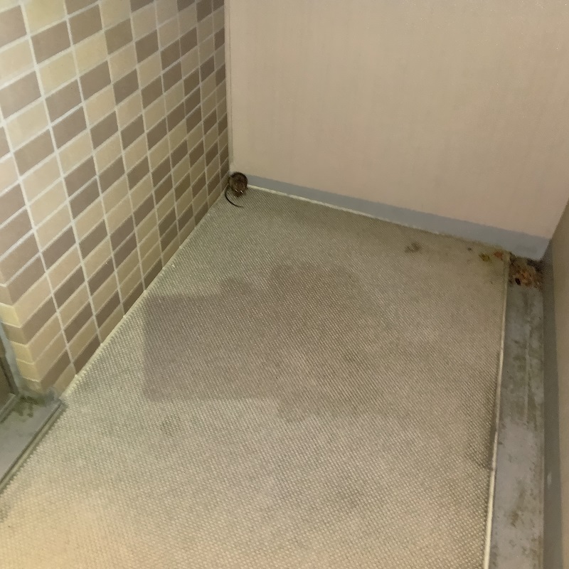 ネズミ駆除の施工事例（神奈川県座間市相模が丘）