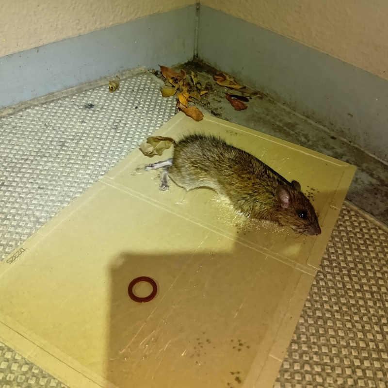 粘着シートに捕獲されたネズミ