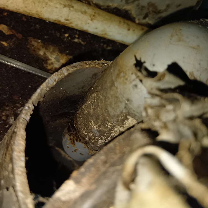 ネズミ駆除の施工事例（東京都西東京市）