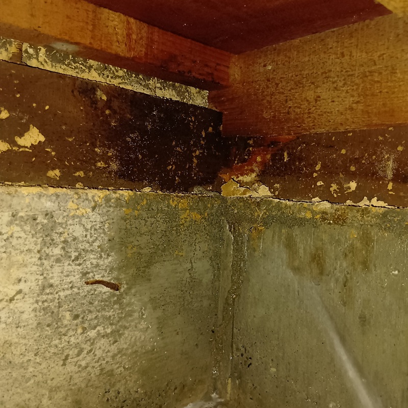 基礎部分や地面にもシロアリ駆除剤を吹き付け