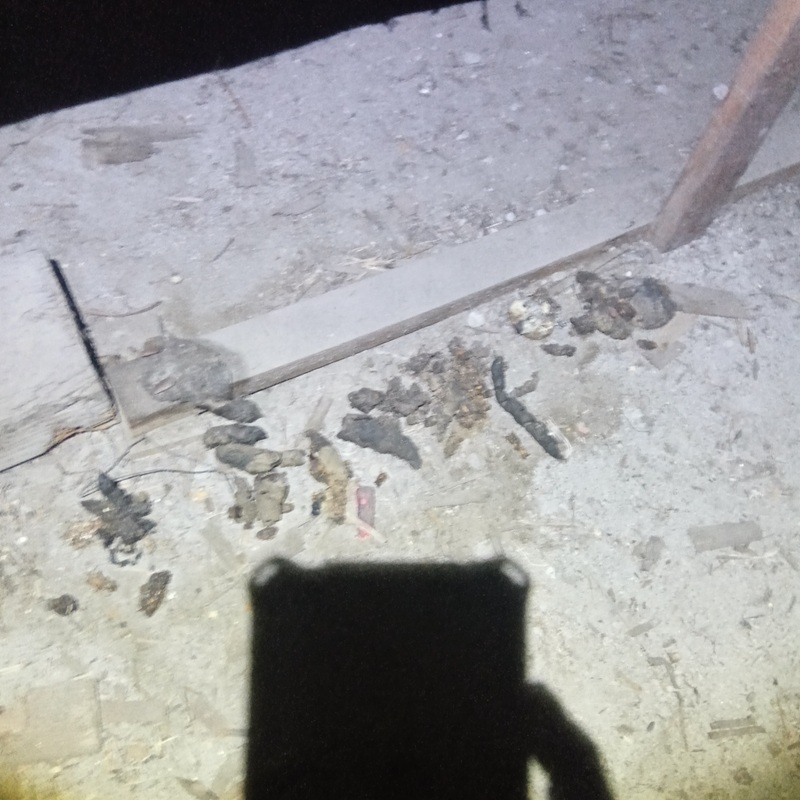 ハクビシンのフン