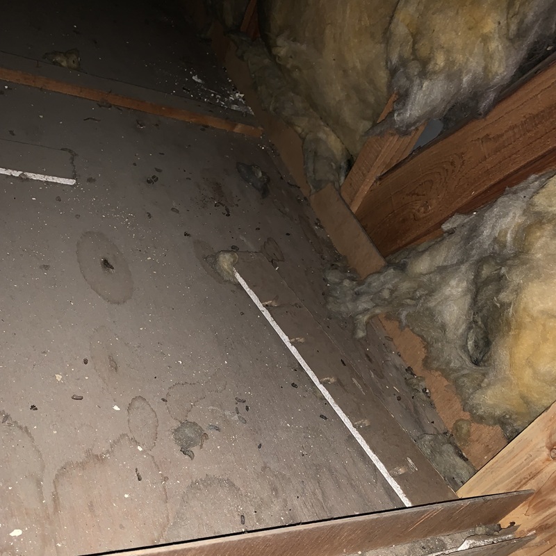 ネズミ駆除の施工事例（静岡県浜松市浜名区中条）