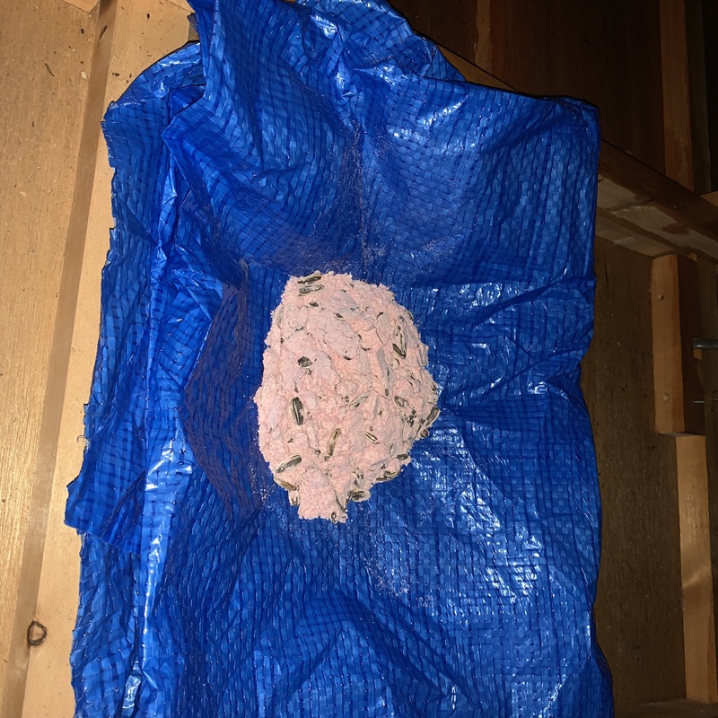 殺鼠剤を設置している様子