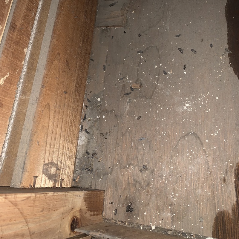 屋根裏のフン害状況