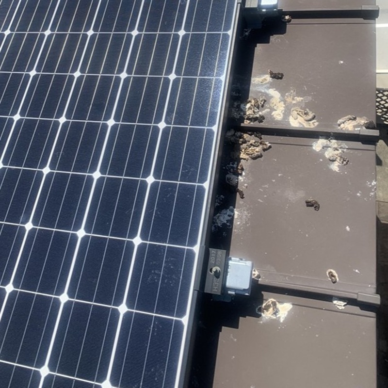 鳩対策の施工事例（静岡県浜松市中央区）