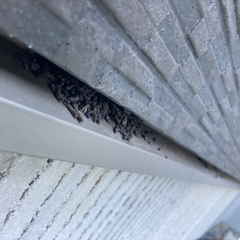 コウモリ駆除の施工事例（石川県能美市道林町）