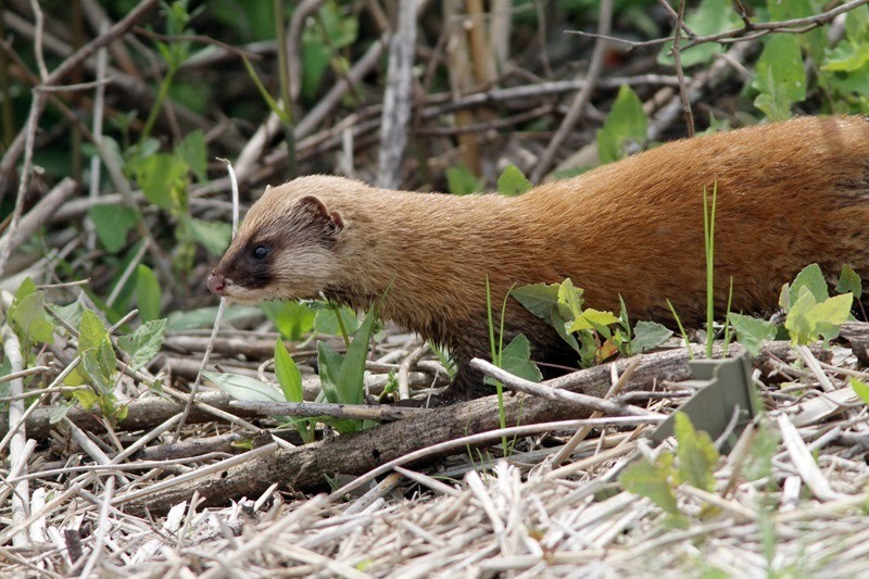 イタチ駆除に役立つ生態情報