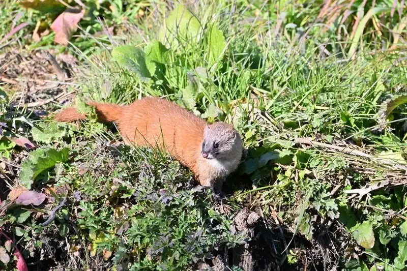 野生のイタチはニホンイタチとシベリアイタチ