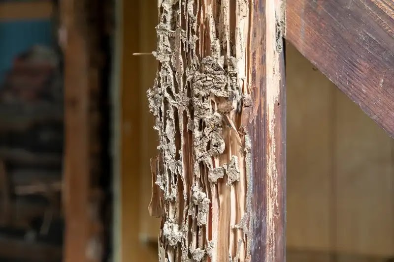 羽アリとシロアリの違いが判らないときは、害虫駆除者に相談す