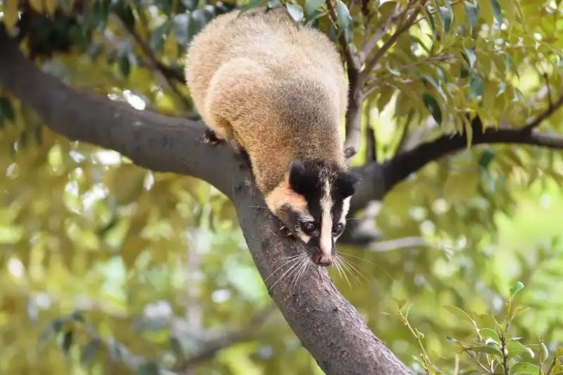 ハクビシン対策のために、ハクビシンの生態を知ろう