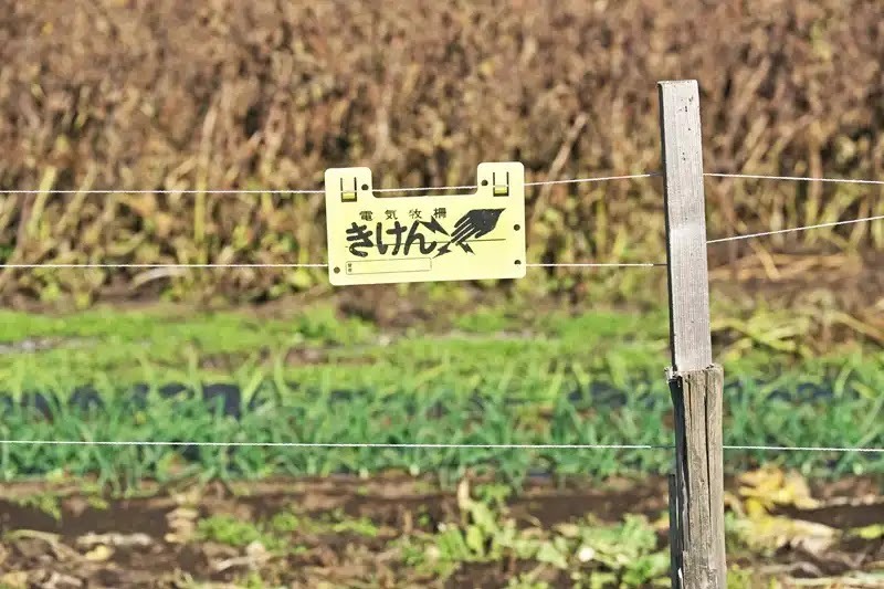 ハクビシン対策の例、電気柵