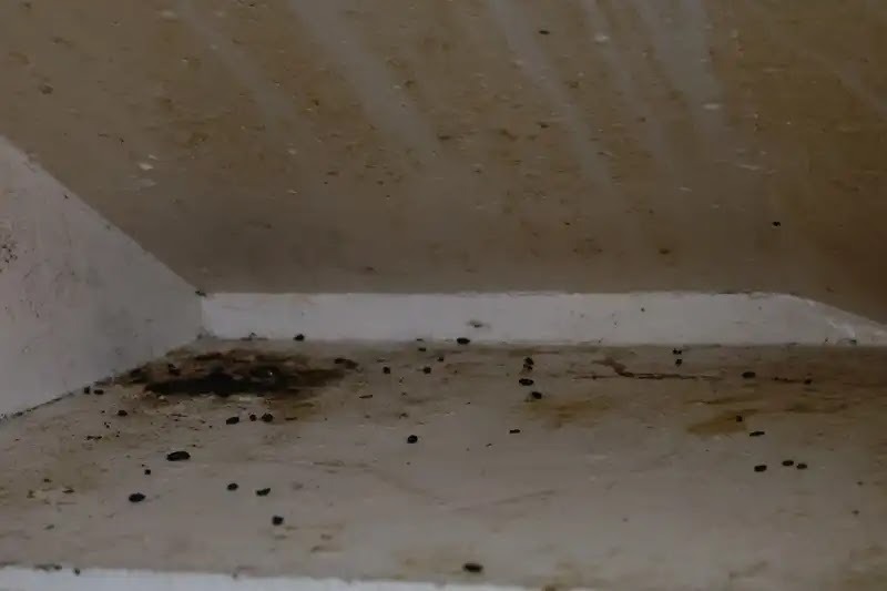 ネズミの巣はネズミの種類によって作られる場所が違う