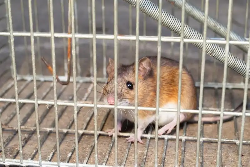 ネズミの巣を見つけたら専門業者に相談しよう