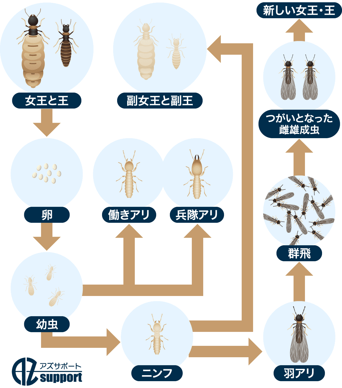 羽アリとシロアリの違い、羽アリはシロアリの一種